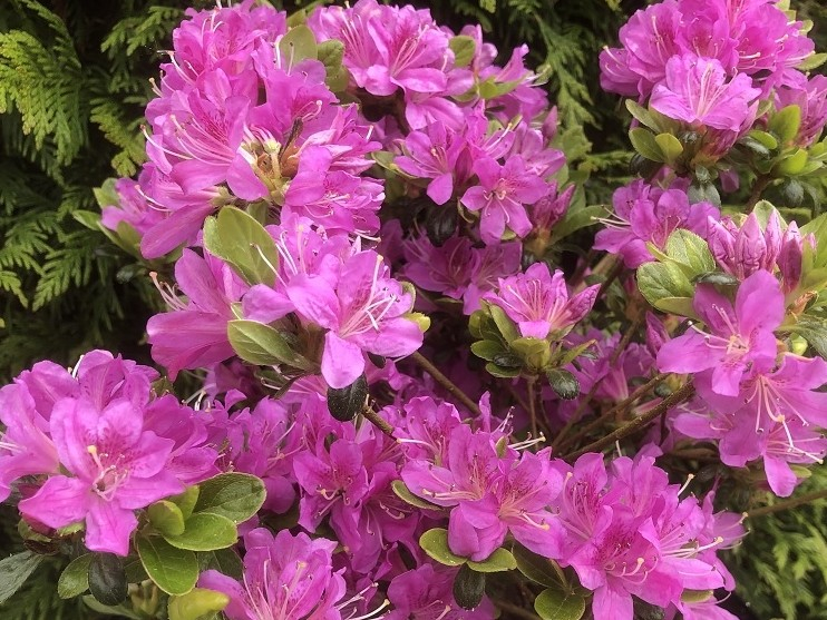 Rhododendron 'Geisha Lilac' (5 Litre)-0