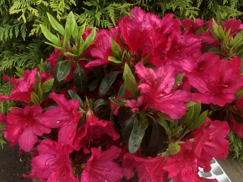 Rhododendron 'George Arends' (5 Litre)-0