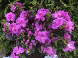 Rhododendron 'Hachmann's Thelka' (5 Litre)-0