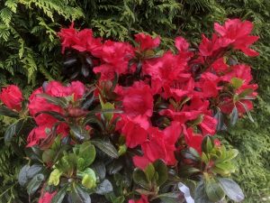 Rhododendron 'Johanna' (5 Litre)-0