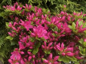 Rhododendron kermesina (5 Litre)-0