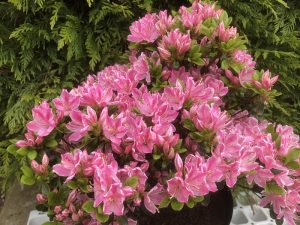 Rhododendron kermesina 'Rose' -0