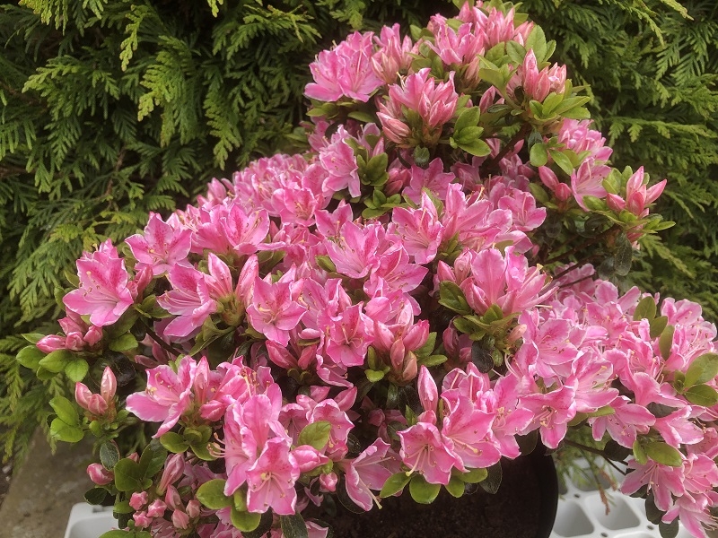 Rhododendron kermesina 'Rose' -0