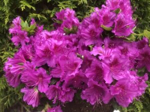 Rhododendron 'Konigstein' purple (5 Litre)-0