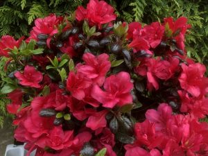 Rhododendron 'Maruschka' (5 Litre)-0