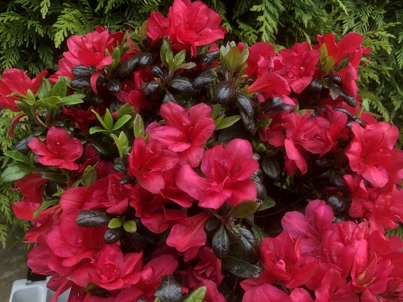 Rhododendron 'Maruschka' (5 Litre)-0