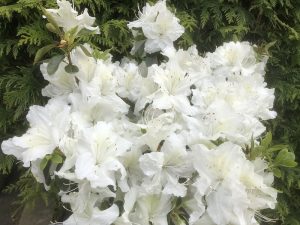 Rhododendron 'May Snow' (5 Litre)-0