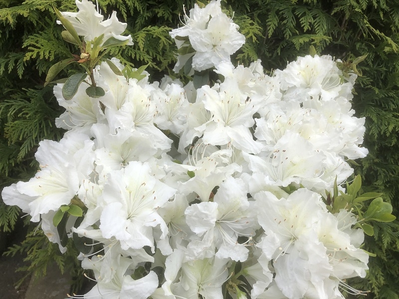 Rhododendron 'May Snow' (5 Litre)-0
