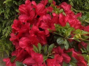 Rhododendron 'Mother's Day' -0