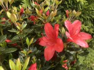 Rhododendron 'Orange King'-0