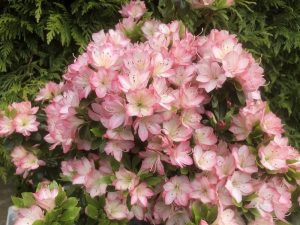 Rhododendron 'Peggy Ann' (5 Litre)-0