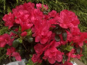 Rhododendron 'Purple Kiss' (5 Litre)-0