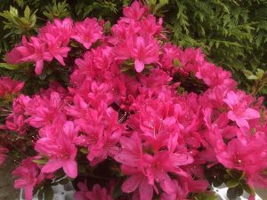 Rhododendron 'Rosalind' -0