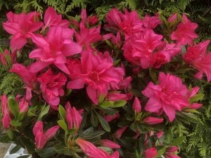 Rhododendron 'Rose king' (5 Litre)-0