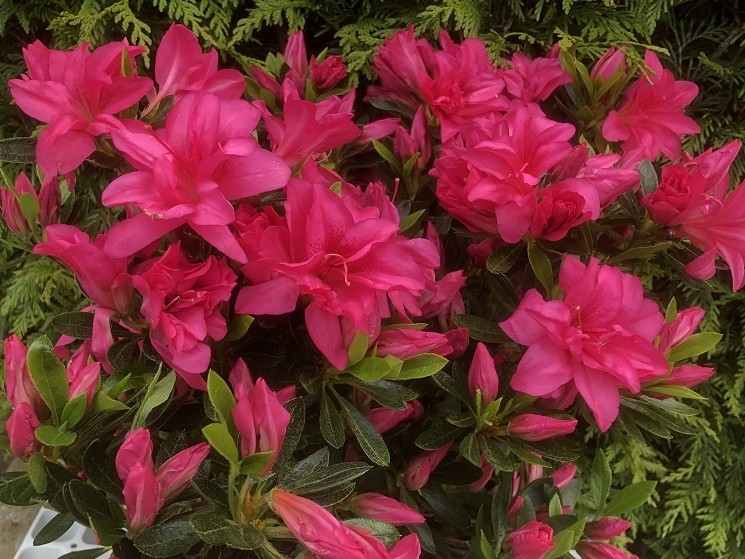 Rhododendron 'Rose king' (5 Litre)-0