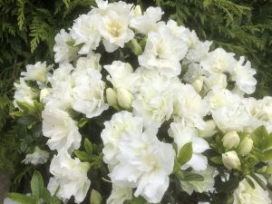 Rhododendron 'Schneeperle' (Snow Pearl) (5 Litre)-0
