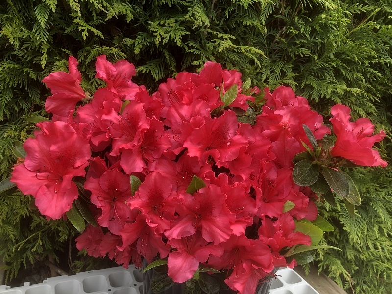 Rhododendron 'Vuyk's Rosy Red'-0