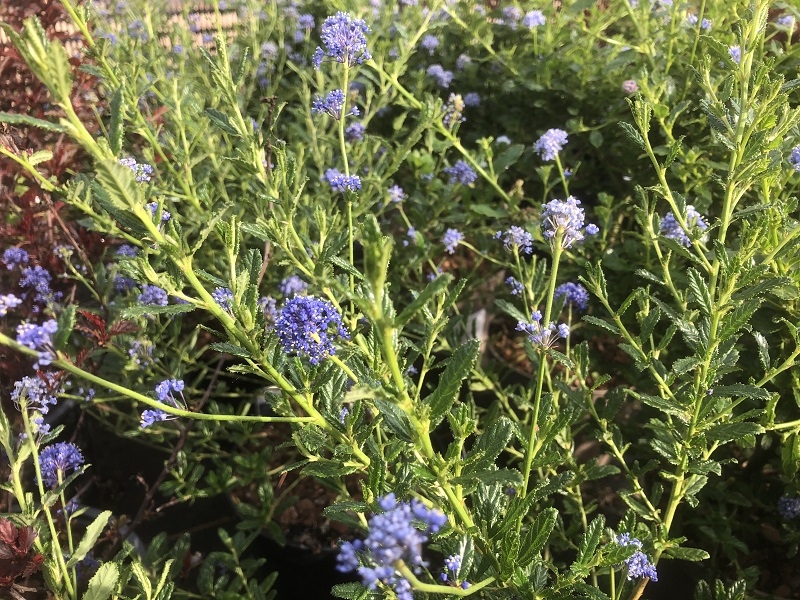 Ceanothus 'Blue Cushion'-18479