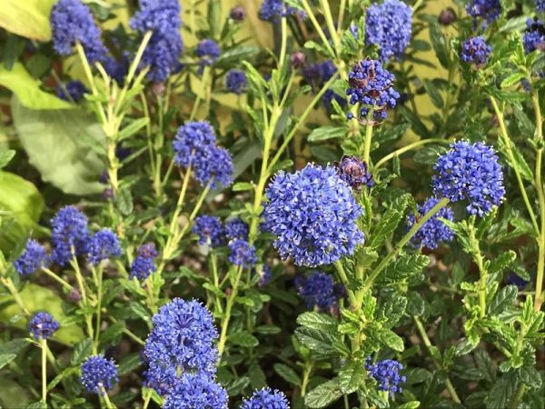 Ceanothus 'Blue Cushion'-0