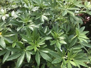 Choisya x dewitteana 'Greenfingers'-0