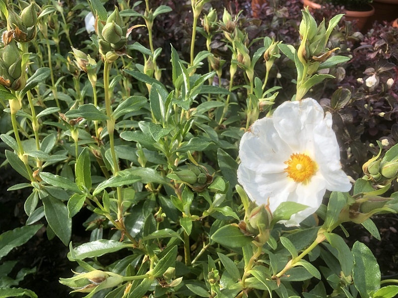 Cistus 'Elma'-18483