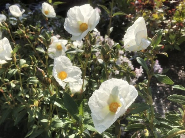 Cistus 'Elma'-0