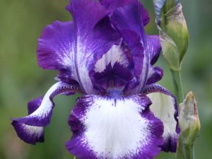 Bearded Iris 'Going My Way'-0