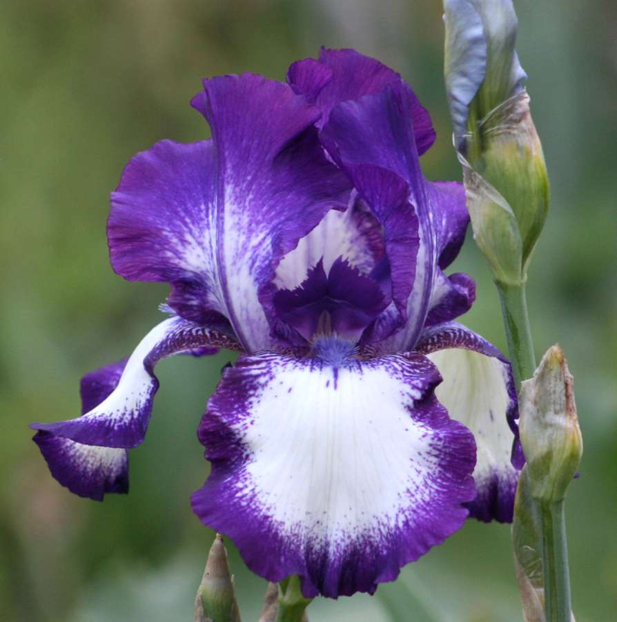 Bearded Iris 'Going My Way'-0