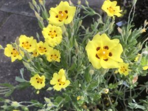 Halimium lasianthum 'Sandling Form'-0