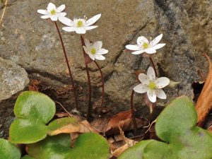 Hepatica japonica var. nipponica f. candida-0