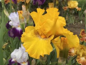 Bearded Iris 'Louis D'Or'-0