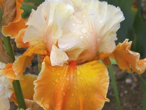 Bearded Iris 'Trans Orange'-0