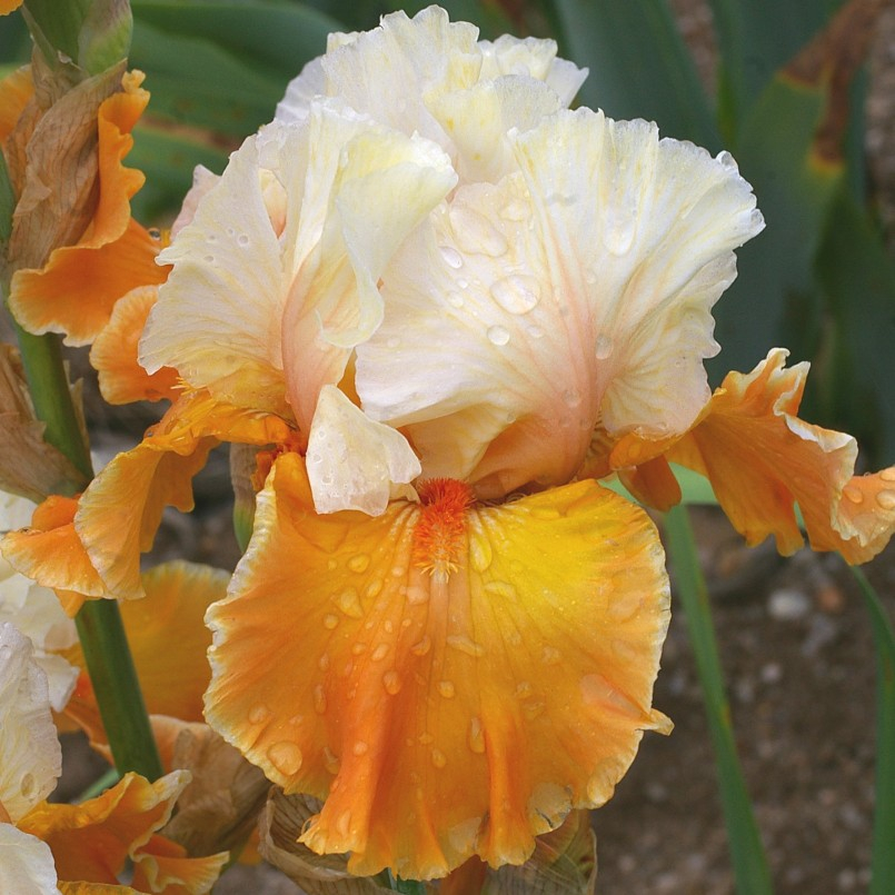 Bearded Iris 'Trans Orange'-0