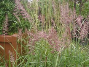 Pennisetum 'Karley Rose'-0