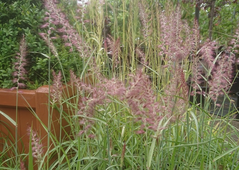 Pennisetum 'Karley Rose'-0