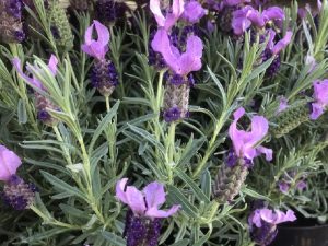Lavandula stoechas 'Lilac Wings'-0