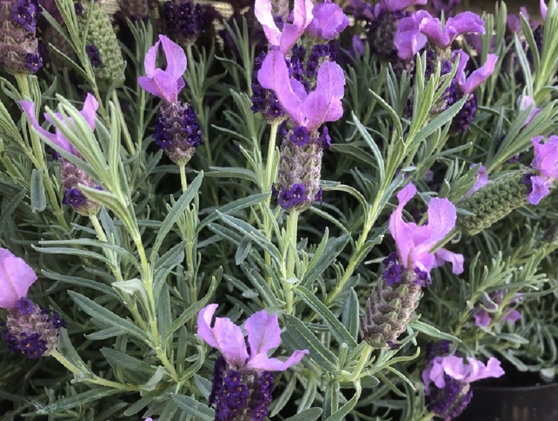 Lavandula stoechas 'Lilac Wings'-0