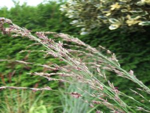 Molinia caerulea 'Windspiel'-18426