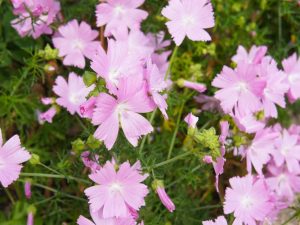 Malva moschata Musk Mallow-0