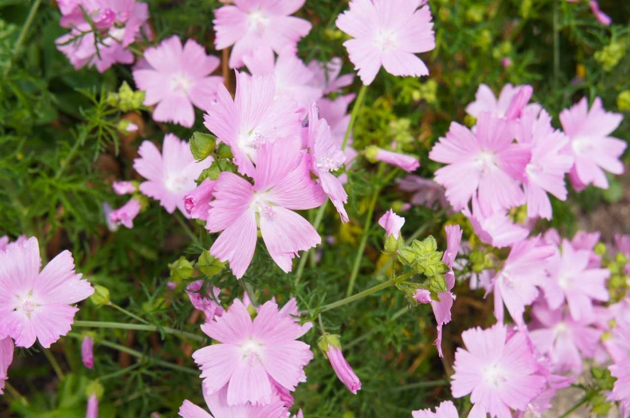 Malva moschata Musk Mallow-0