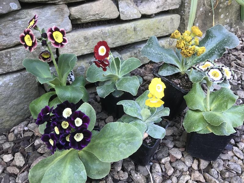 A starter collection of mixed Named Primula auriculas (6 plants)-0