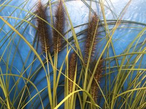 Pennisetum 'Red Head'-0