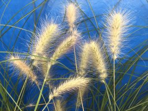 Pennisetum villosum-0