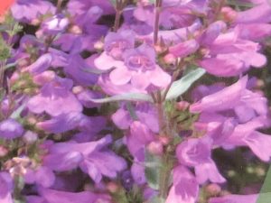 Penstemon 'Heavenly Blue'-0