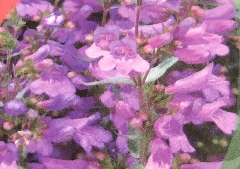Penstemon 'Heavenly Blue'-0