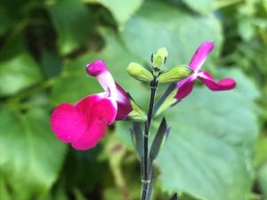 Salvia x jamensis 'Cherry Lips'-0