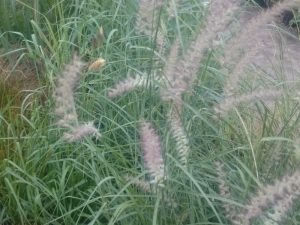 Pennisetum 'Shogun'-0