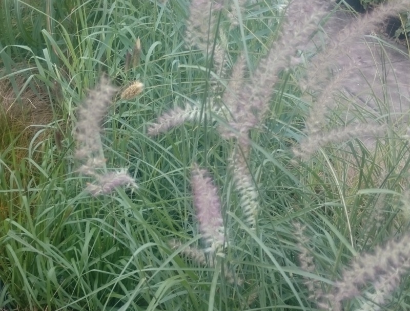 Pennisetum 'Shogun'-0