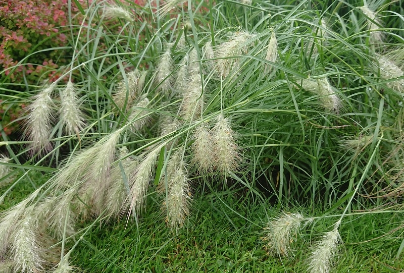 Pennisetum villosum-18432