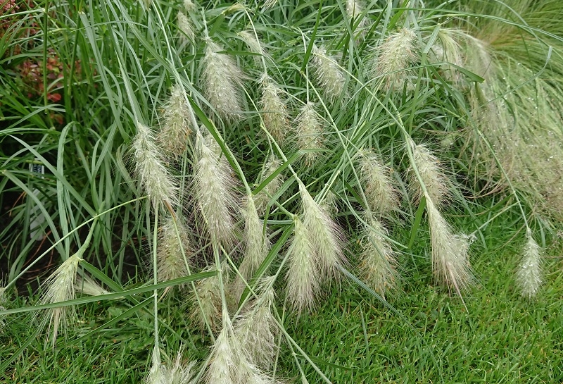 Pennisetum villosum-18431